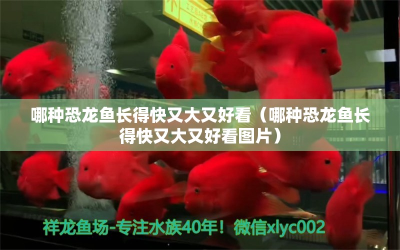 哪種恐龍魚(yú)長(zhǎng)得快又大又好看（哪種恐龍魚(yú)長(zhǎng)得快又大又好看圖片）