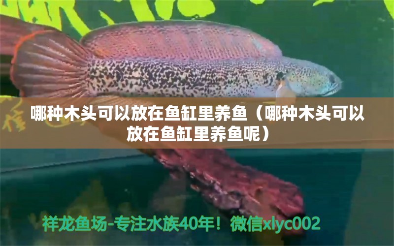 哪種木頭可以放在魚缸里養(yǎng)魚（哪種木頭可以放在魚缸里養(yǎng)魚呢） 其他品牌魚缸