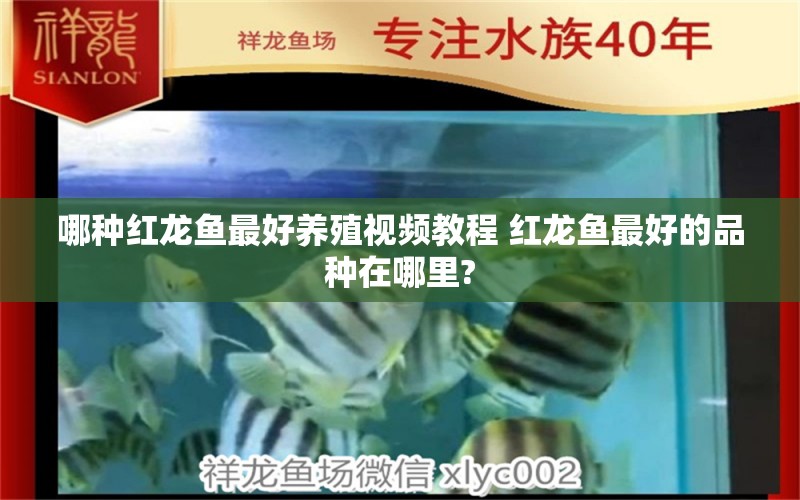 哪種紅龍魚最好養(yǎng)殖視頻教程 紅龍魚最好的品種在哪里? 養(yǎng)魚的好處