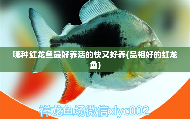 哪種紅龍魚最好養(yǎng)活的快又好養(yǎng)(品相好的紅龍魚) 白子關(guān)刀魚