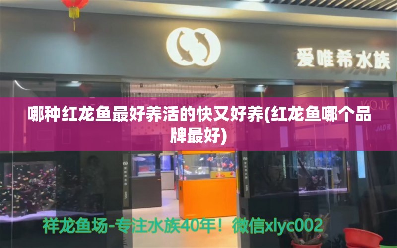 哪種紅龍魚最好養(yǎng)活的快又好養(yǎng)(紅龍魚哪個(gè)品牌最好) 斑馬狗頭魚 第1張