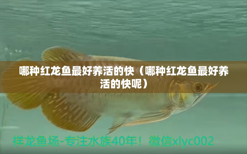 哪種紅龍魚最好養(yǎng)活的快（哪種紅龍魚最好養(yǎng)活的快呢） 粗線銀版魚