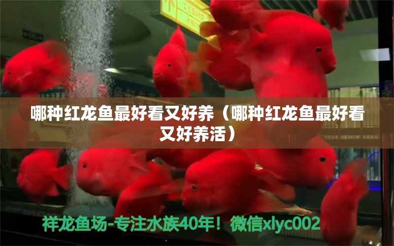 哪種紅龍魚最好看又好養(yǎng)（哪種紅龍魚最好看又好養(yǎng)活） 印尼紅龍魚