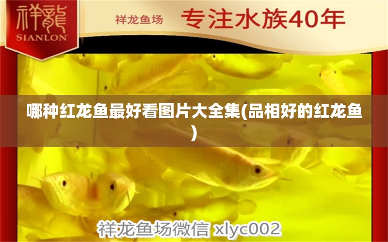 哪種紅龍魚(yú)最好看圖片大全集(品相好的紅龍魚(yú)) 祥龍水族醫(yī)院 第1張