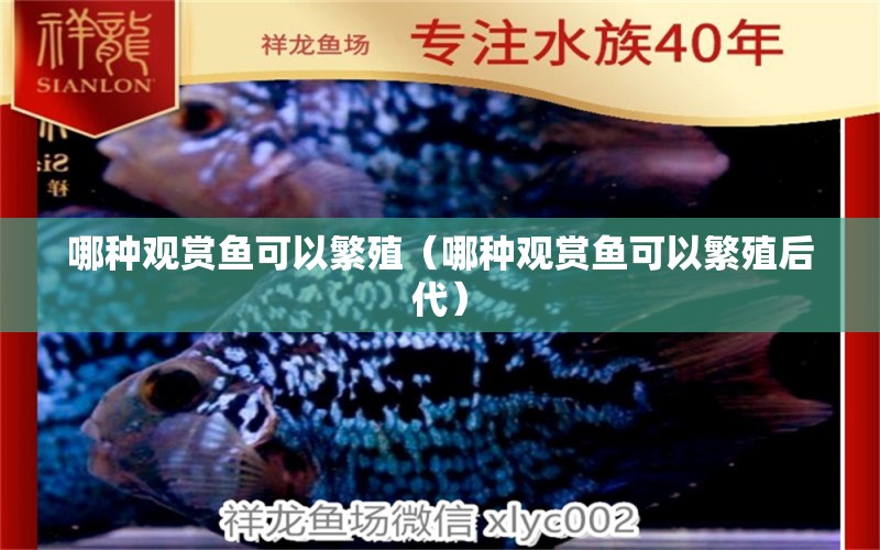 哪種觀賞魚可以繁殖（哪種觀賞魚可以繁殖后代） 祥龍水族醫(yī)院