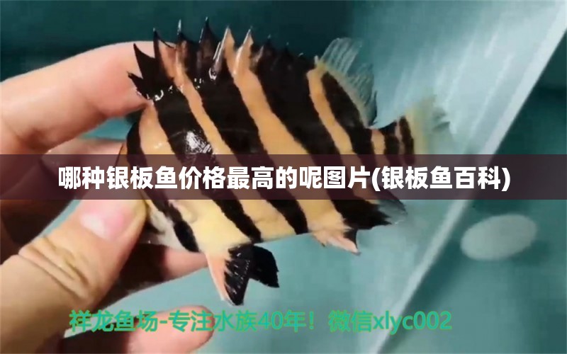 哪種銀板魚價格最高的呢圖片(銀板魚百科) 女王大帆魚