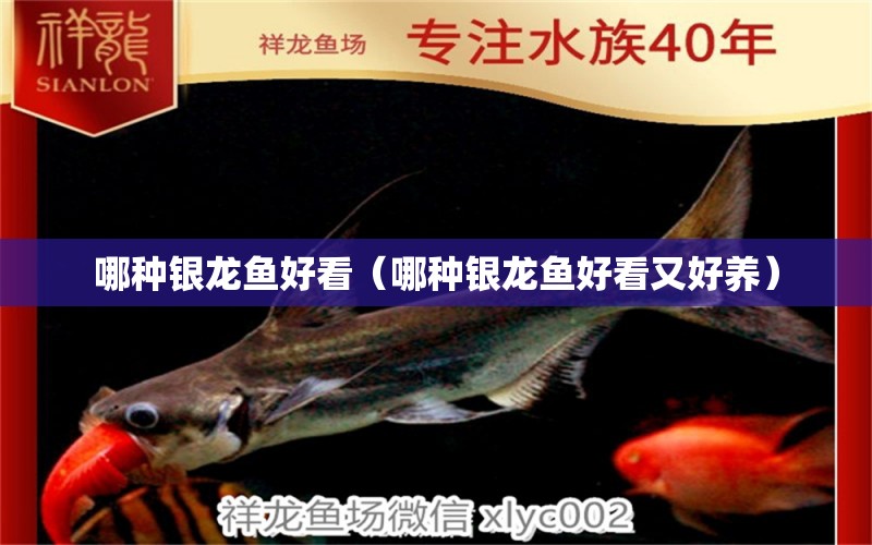 哪種銀龍魚好看（哪種銀龍魚好看又好養(yǎng)） 銀龍魚