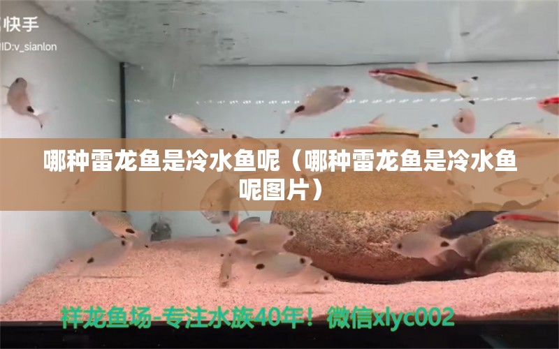 哪種雷龍魚是冷水魚呢（哪種雷龍魚是冷水魚呢圖片） 龍魚疾病與治療