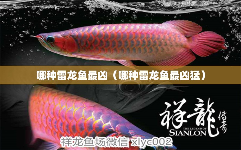 哪種雷龍魚最兇（哪種雷龍魚最兇猛） 廣州龍魚批發(fā)市場