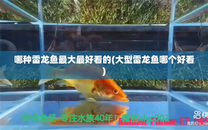 哪種雷龍魚最大最好看的(大型雷龍魚哪個好看)