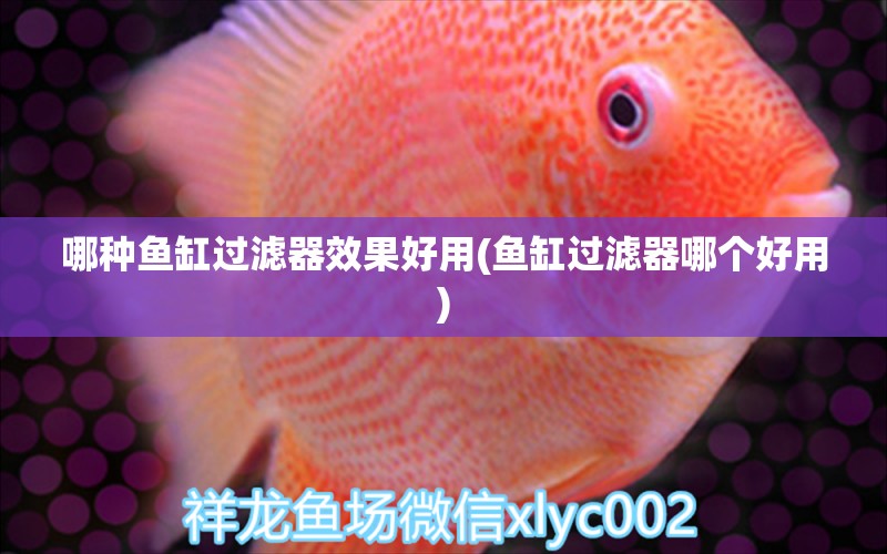 哪種魚缸過濾器效果好用(魚缸過濾器哪個(gè)好用) 南美異型魚 第1張