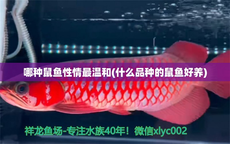 哪種鼠魚性情最溫和(什么品種的鼠魚好養(yǎng)) 豹紋夫魚苗