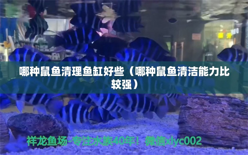 哪種鼠魚清理魚缸好些（哪種鼠魚清潔能力比較強(qiáng)）