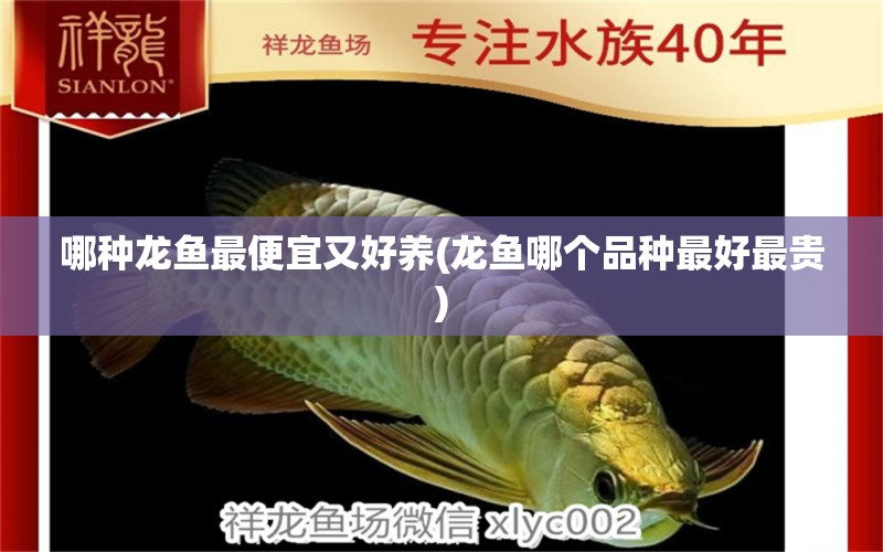 哪種龍魚最便宜又好養(yǎng)(龍魚哪個(gè)品種最好最貴)