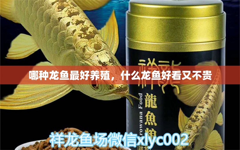 哪種龍魚最好養(yǎng)殖，什么龍魚好看又不貴 紅頭利魚