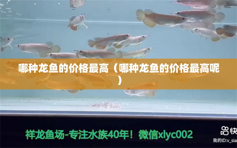 哪種龍魚的價格最高（哪種龍魚的價格最高呢） 廣州龍魚批發(fā)市場