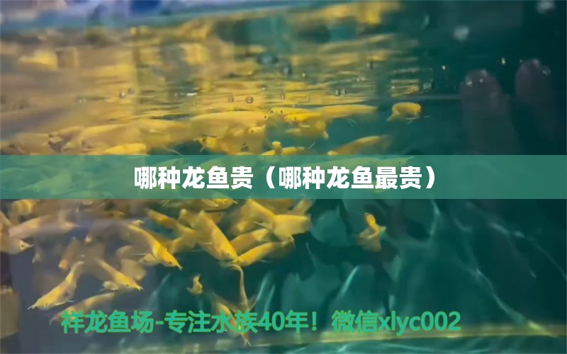 哪種龍魚貴（哪種龍魚最貴） 龍魚疾病與治療