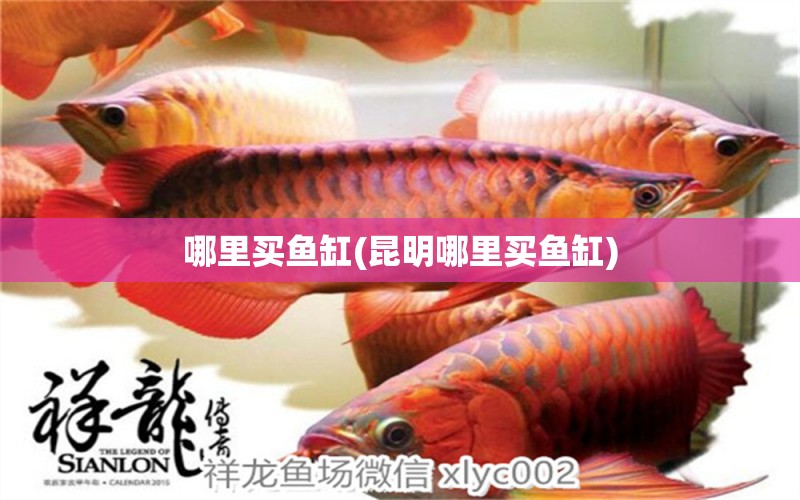 哪里買魚(yú)缸(昆明哪里買魚(yú)缸) 廣州觀賞魚(yú)批發(fā)市場(chǎng)