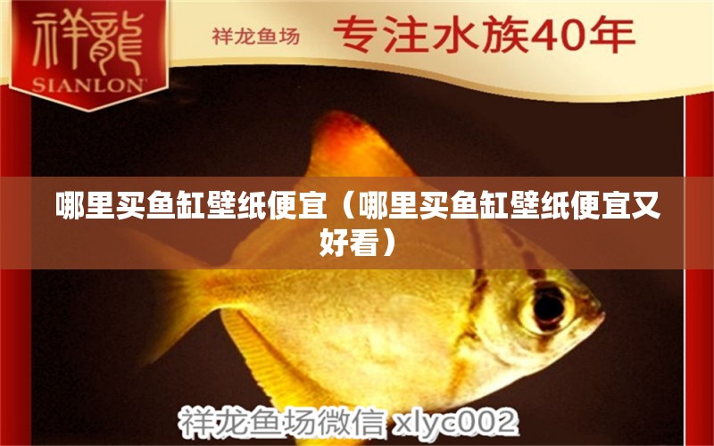 哪里買(mǎi)魚(yú)缸壁紙便宜（哪里買(mǎi)魚(yú)缸壁紙便宜又好看）