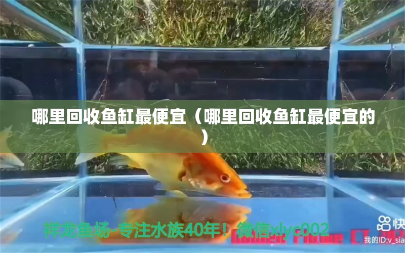 哪里回收魚缸最便宜（哪里回收魚缸最便宜的）