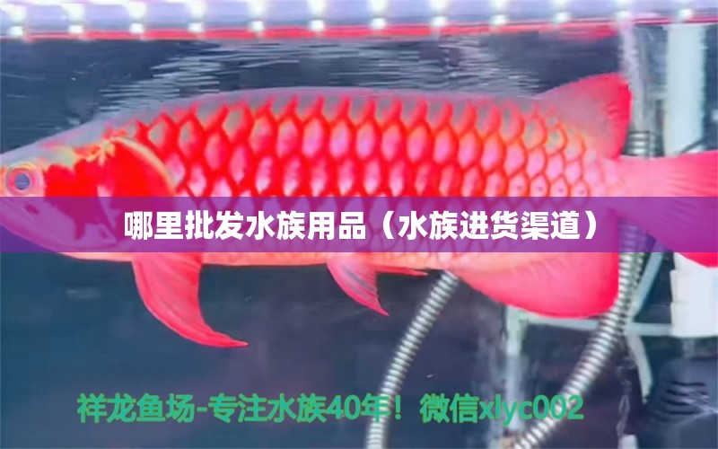 哪里批發(fā)水族用品（水族進(jìn)貨渠道）