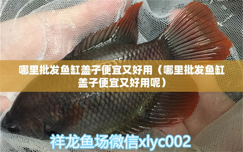 哪里批發(fā)魚(yú)缸蓋子便宜又好用（哪里批發(fā)魚(yú)缸蓋子便宜又好用呢） 祥龍魚(yú)場(chǎng)