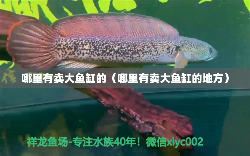 哪里有賣大魚缸的（哪里有賣大魚缸的地方）