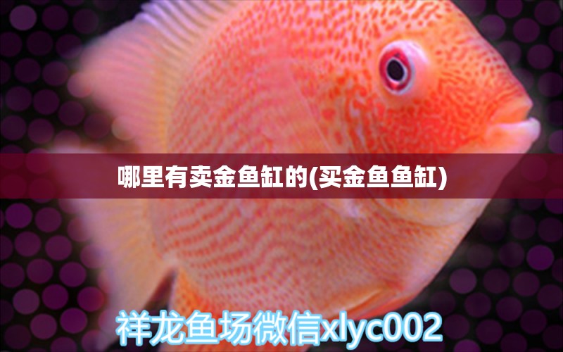 哪里有賣(mài)金魚(yú)缸的(買(mǎi)金魚(yú)魚(yú)缸) 綠皮皇冠豹魚(yú)