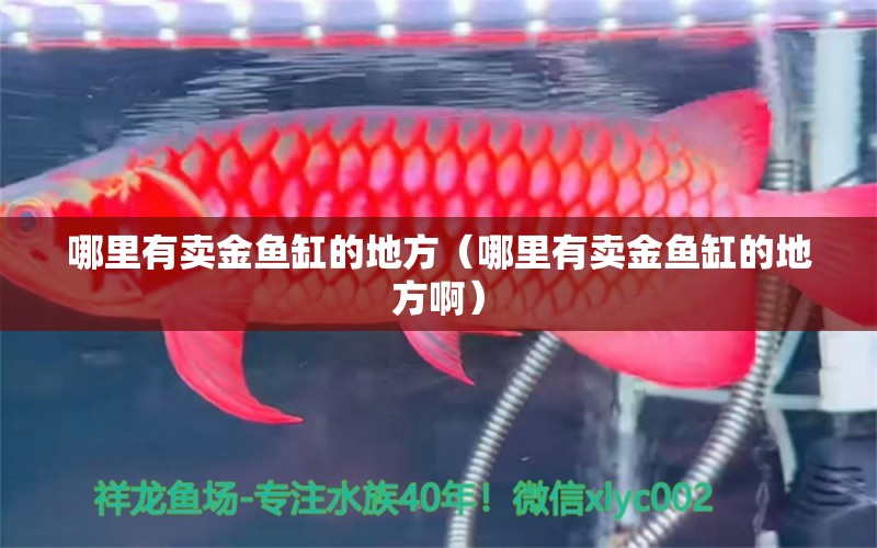 哪里有賣金魚缸的地方（哪里有賣金魚缸的地方?。?祥龍超血紅龍魚