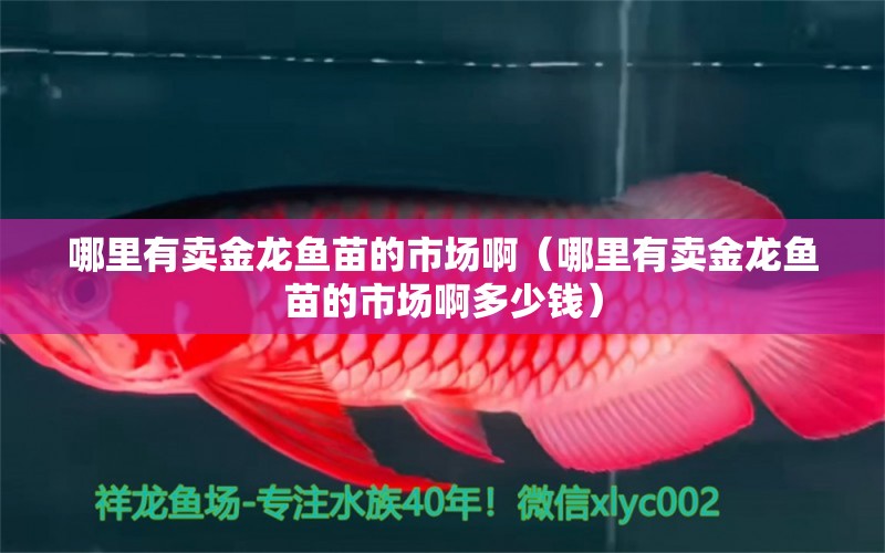 哪里有賣金龍魚苗的市場?。睦镉匈u金龍魚苗的市場啊多少錢）