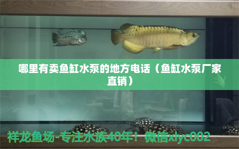 哪里有賣魚缸水泵的地方電話（魚缸水泵廠家直銷） 翡翠鳳凰魚