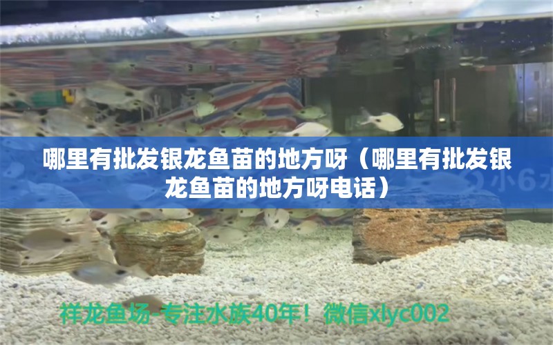 哪里有批發(fā)銀龍魚苗的地方呀（哪里有批發(fā)銀龍魚苗的地方呀電話）