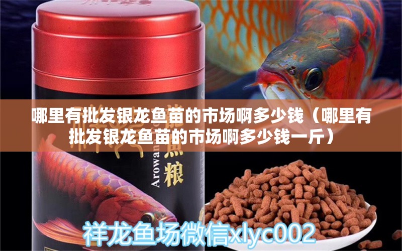 哪里有批發(fā)銀龍魚苗的市場啊多少錢（哪里有批發(fā)銀龍魚苗的市場啊多少錢一斤） 銀龍魚