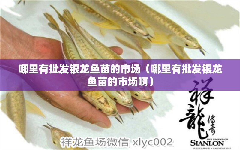 哪里有批發(fā)銀龍魚苗的市場（哪里有批發(fā)銀龍魚苗的市場?。?銀龍魚