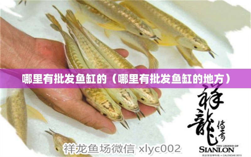 哪里有批發(fā)魚(yú)缸的（哪里有批發(fā)魚(yú)缸的地方） 白子球鯊魚(yú)