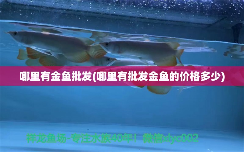 哪里有金魚批發(fā)(哪里有批發(fā)金魚的價(jià)格多少) 紅龍福龍魚