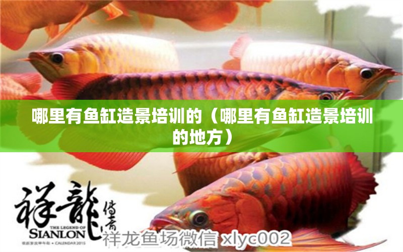 哪里有魚缸造景培訓(xùn)的（哪里有魚缸造景培訓(xùn)的地方）