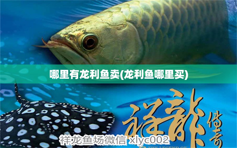 哪里有龍利魚賣(龍利魚哪里買) 泰國斗魚