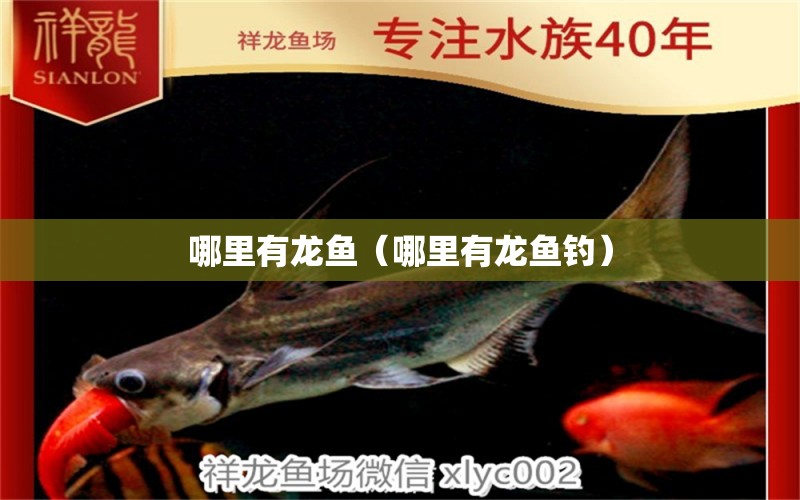 哪里有龍魚（哪里有龍魚釣） 白條過背金龍魚