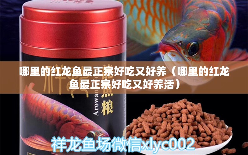 哪里的紅龍魚(yú)最正宗好吃又好養(yǎng)（哪里的紅龍魚(yú)最正宗好吃又好養(yǎng)活）