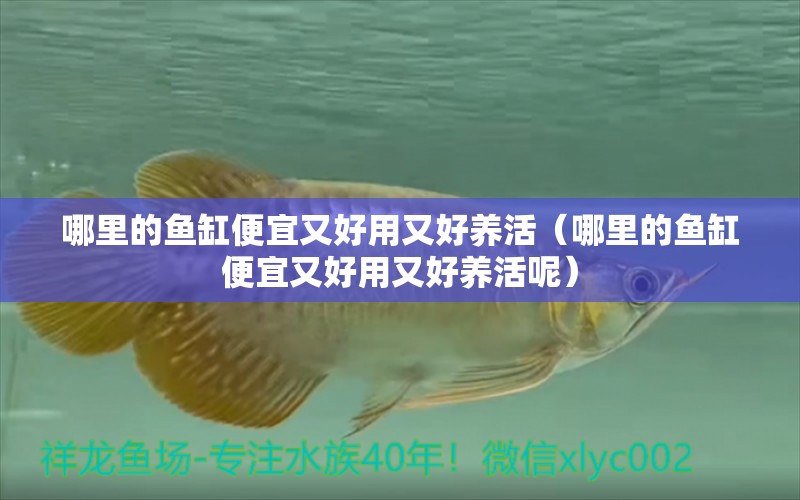 哪里的魚缸便宜又好用又好養(yǎng)活（哪里的魚缸便宜又好用又好養(yǎng)活呢）