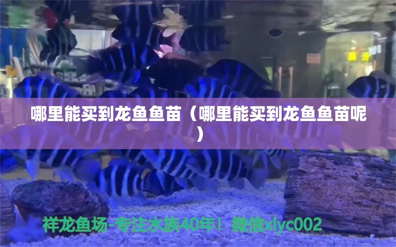 哪里能買到龍魚魚苗（哪里能買到龍魚魚苗呢）