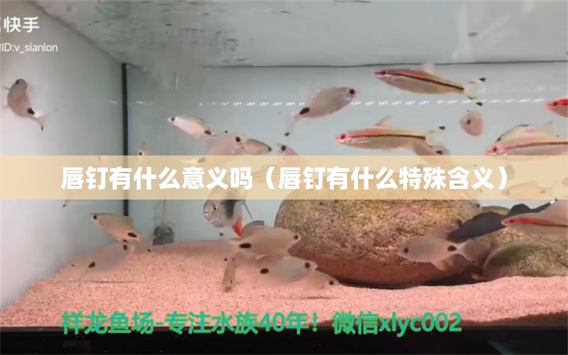 唇釘有什么意義嗎（唇釘有什么特殊含義） 大正錦鯉魚