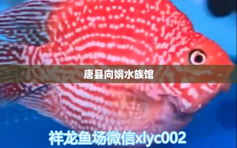 唐縣向娟水族館 全國(guó)水族館企業(yè)名錄