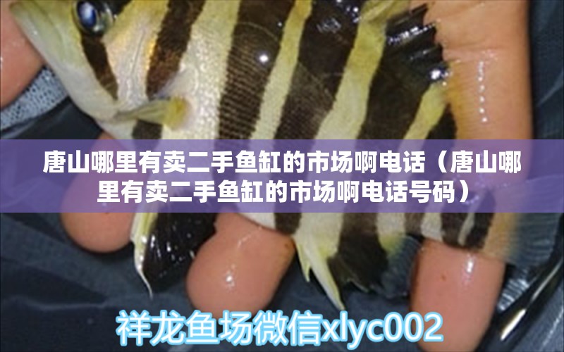 唐山哪里有賣二手魚(yú)缸的市場(chǎng)啊電話（唐山哪里有賣二手魚(yú)缸的市場(chǎng)啊電話號(hào)碼）