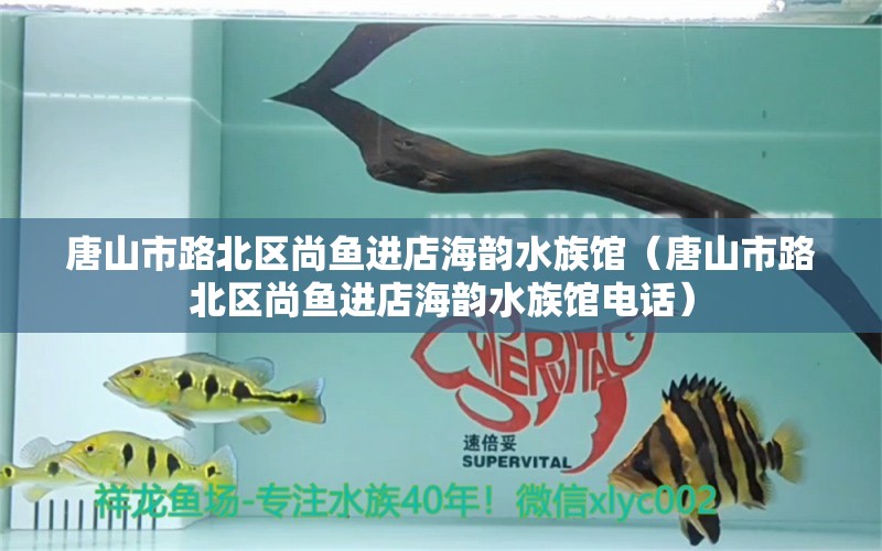 唐山市路北區(qū)尚魚進(jìn)店海韻水族館（唐山市路北區(qū)尚魚進(jìn)店海韻水族館電話）