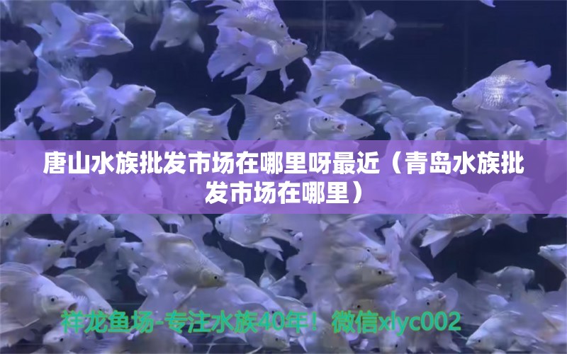 唐山水族批發(fā)市場(chǎng)在哪里呀最近（青島水族批發(fā)市場(chǎng)在哪里） 觀賞魚(yú)水族批發(fā)市場(chǎng)