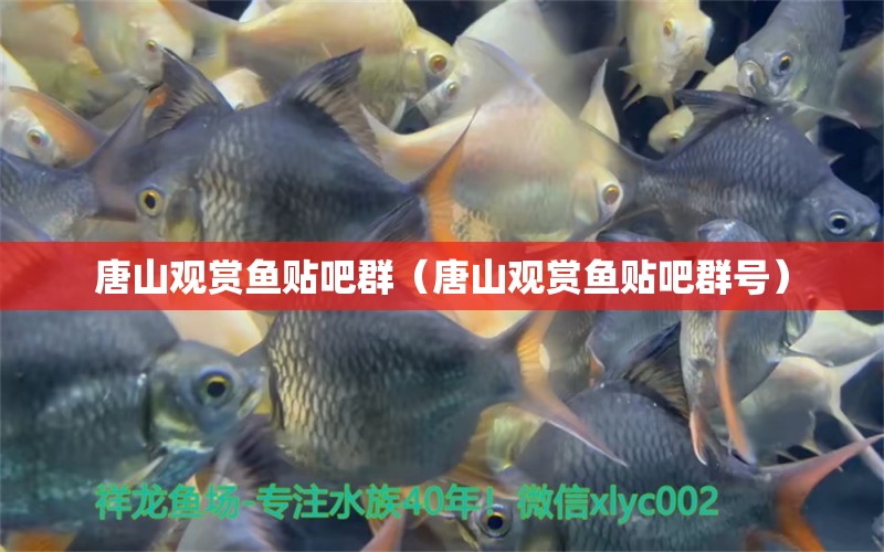 唐山觀賞魚貼吧群（唐山觀賞魚貼吧群號）