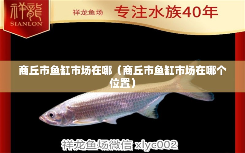 商丘市魚缸市場在哪（商丘市魚缸市場在哪個位置）