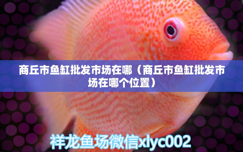 商丘市魚缸批發(fā)市場在哪（商丘市魚缸批發(fā)市場在哪個(gè)位置） 其他品牌魚缸